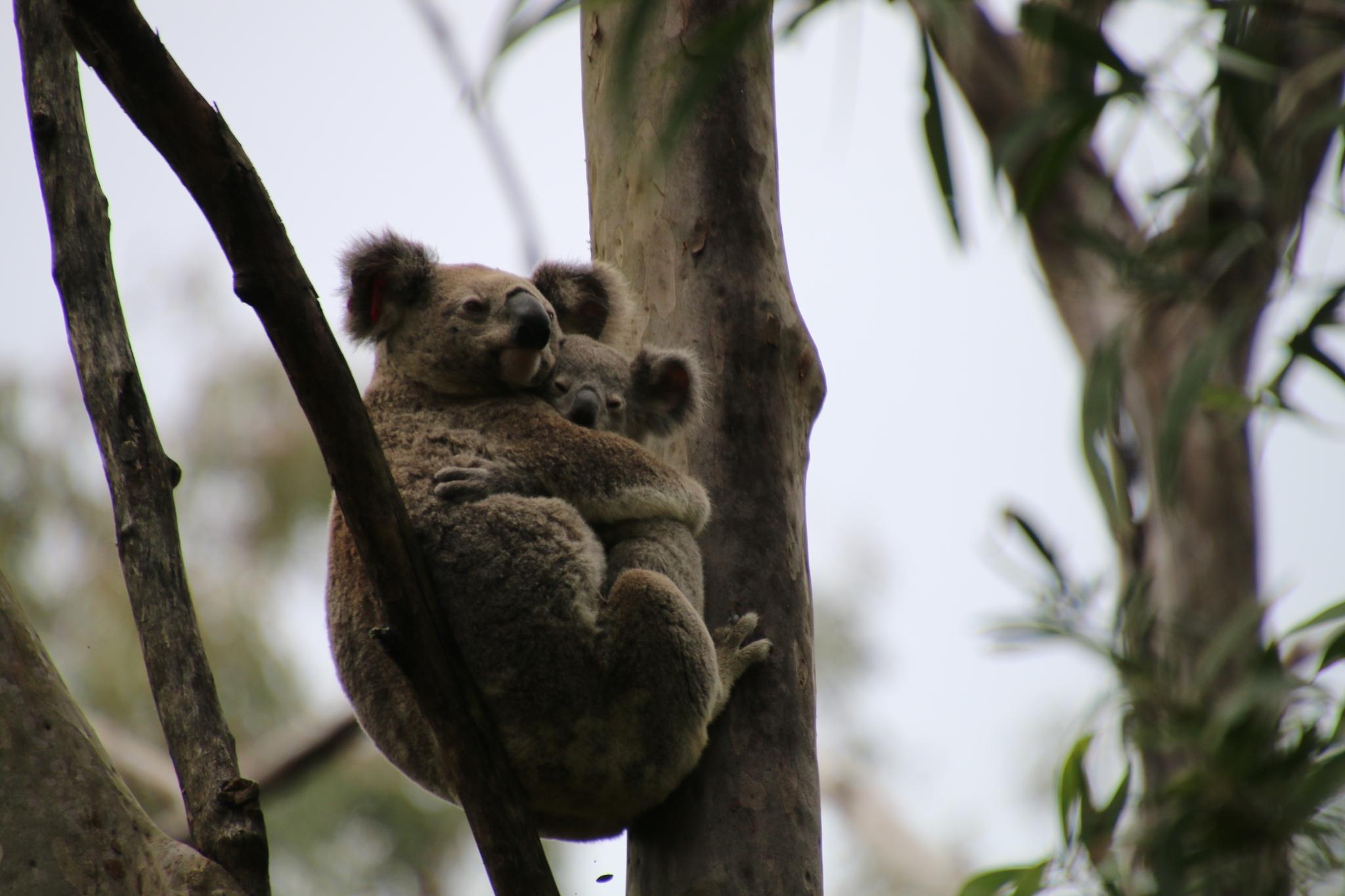 Koala (Phascolarctos cinereus) · iNaturalist